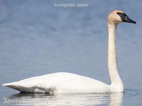 trumpeter swan